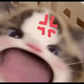 😡 emoji ࣭ ׂ 𑇗 🪡 𞥊 ⭒❕ 𝂅 ៹🐋 ⃝ Telegram sticker 13 of 24