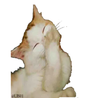 🐈 emoji Pingu Telegram sticker 14 of 27