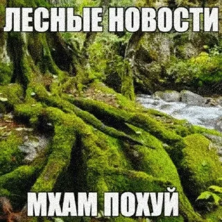 🌿 emoji Мшистые мхи в лесу Telegram sticker 5 of 57