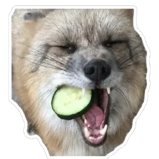 🥒 emoji Shadow’s Fox Den Telegram sticker 18 of 92