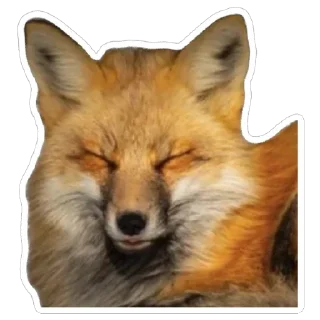 💤 emoji Shadow’s Fox Den Telegram sticker 5 of 92