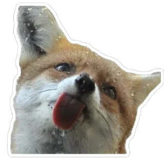Sticker from Shadow’s Fox Den