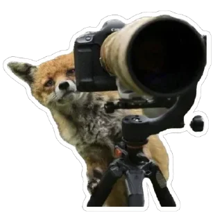 📷 emoji Shadow’s Fox Den Telegram sticker 13 of 92