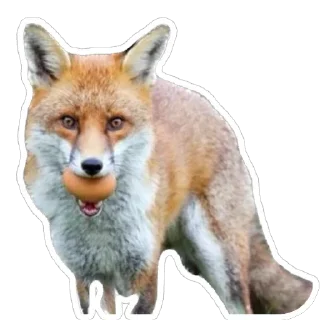 🥚 emoji Shadow’s Fox Den Telegram sticker 24 of 92