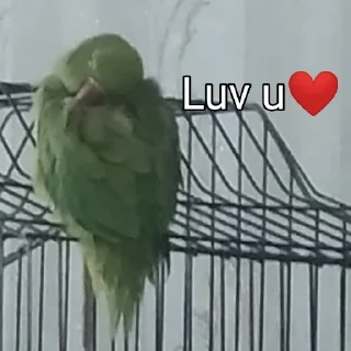 ❤️ emoji Tutu The Third🦜 Telegram sticker 15 of 119