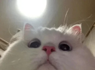 🥺 emoji Хуита от Атика Telegram sticker 20 of 23