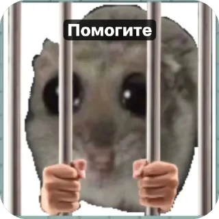 🔐 emoji Хомячки 🤍 Telegram sticker 14 of 18