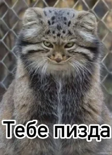 😈 emoji Смешные манулы Telegram sticker 9 of 40