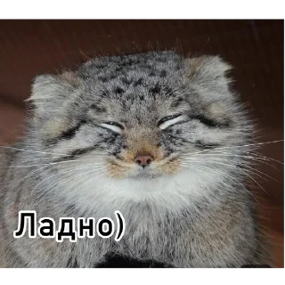 🌟 emoji Смешные манулы Telegram sticker 18 of 40