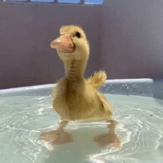 🛁 emoji Duck Duck - @StickersCamp Telegram sticker 16 of 40