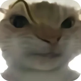 🤲 emoji Chinese cat Telegram sticker 20 of 27