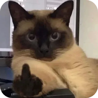 🐱 emoji Чисто для чата СС Telegram sticker 15 of 35