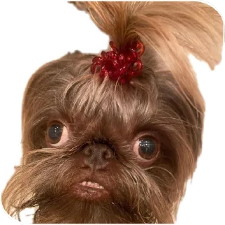 🐶 emoji No funny funny Telegram sticker 15 of 17
