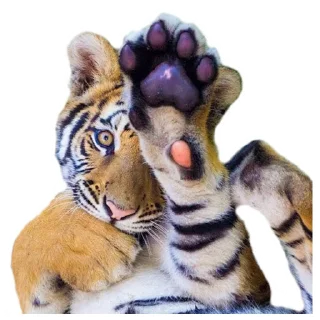 😻 emoji Maero's Tigers Telegram sticker 18 of 82