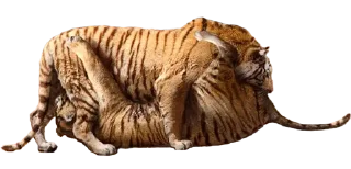 👅 emoji Tigers yiff stickers Telegram sticker 13 of 24