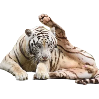 🐅 emoji Tigers yiff stickers Telegram sticker 24 of 24