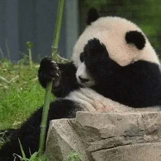 🐼 emoji 𝓑𝔂" @LollyGif|@LollySticker "🐼🤍 Telegram sticker 14 of 38