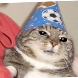 😥 emoji Funny cat Telegram sticker 24 of 42