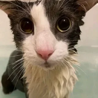 😳 emoji мега коты owner by empretova тгк @empretova Telegram sticker 20 of 113
