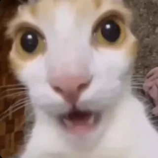 😨 emoji ммммм киці Telegram sticker 10 of 71