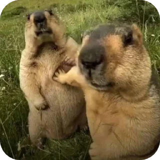🐶 ÇİYOX, sticker Telegram 10 sur 46