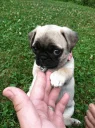 🐶 emoji Pug =)) @pistolwhip Telegram sticker 16 of 79