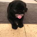 👶 emoji Pug =)) @pistolwhip Telegram sticker 21 of 79