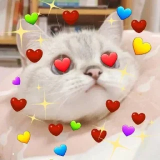 Sticker from Cat nana 🐱¦ovo¦ @johan_sticker