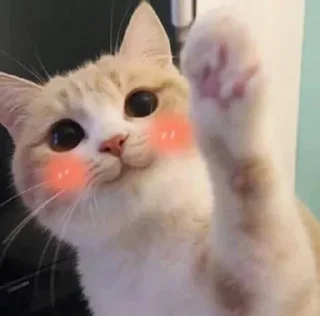☺️ El pack de mininos definitivo, стікер Telegram 6 з 79