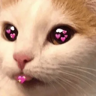 🤍 emoji kitten💕 @nymphett Telegram sticker 8 of 68