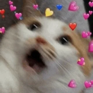 💓 emoji kitten💕 @nymphett Telegram sticker 17 of 68
