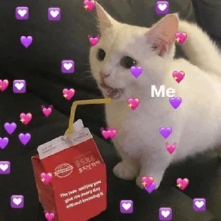 🥛 emoji kitten💕 @nymphett Telegram sticker 19 of 68