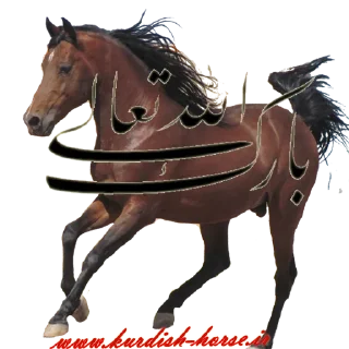 👏 Kurdish horse, sticker Telegram 9 sur 45