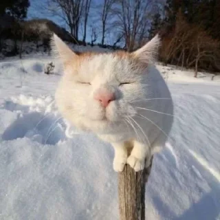 😸 gang, стікер Telegram 6 з 20