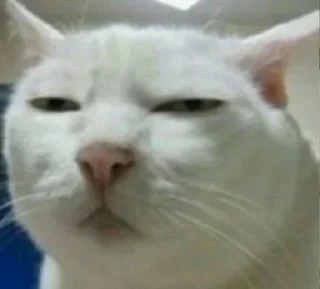 😑 white cat julian, sticker Telegram 10 sur 11