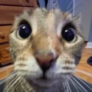 😰 мега коты owner by empretova тгк @empretova, стікер Telegram 24 з 113