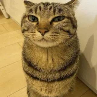 😊 мега коты owner by empretova тгк @empretova, стікер Telegram 11 з 113