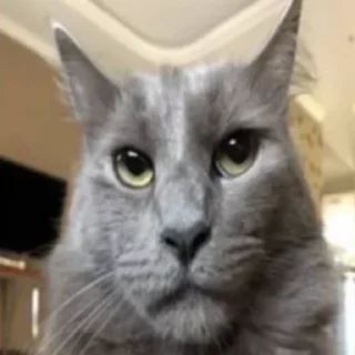 😎 мега коты owner by empretova тгк @empretova, стікер Telegram 12 з 113