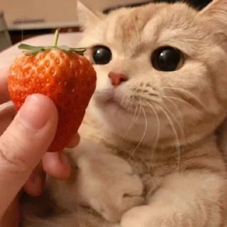 😳 мега коты owner by empretova тгк @empretova, стікер Telegram 16 з 113
