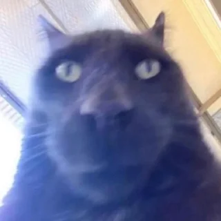 😉 мега коты owner by empretova тгк @empretova, стікер Telegram 21 з 113