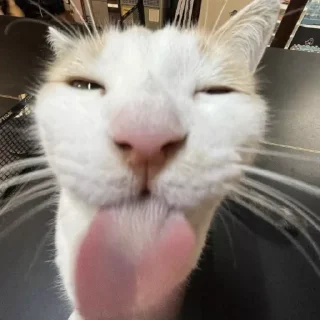 👅 мега коты owner by empretova тгк @empretova, стікер Telegram 22 з 113