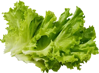 🥬 ضحاکعلی @khamenei_Ga, стікер Telegram 12 з 15