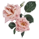 🌸 @word16 ورود 🌹, стікер Telegram 10 з 116