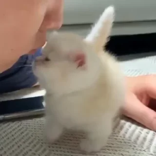 😊 Scar’s Kitties, стікер Telegram 12 з 38