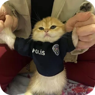 🫥 Çıkartma Paketi 🌴, Telegram sticker 19 of 60