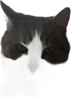 🌟 Котікиии, sticker Telegram 13 sur 62