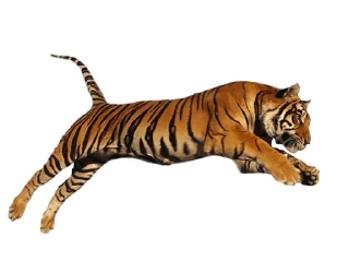 Maero's Tigers
