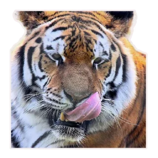 Maero's Tigers