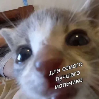 🌟 <3, стикер Telegram 16 из 16