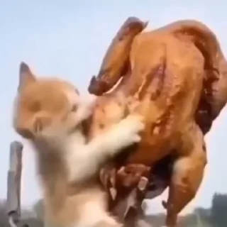 🍗 котики🐾, sticker Telegram 21 sur 86